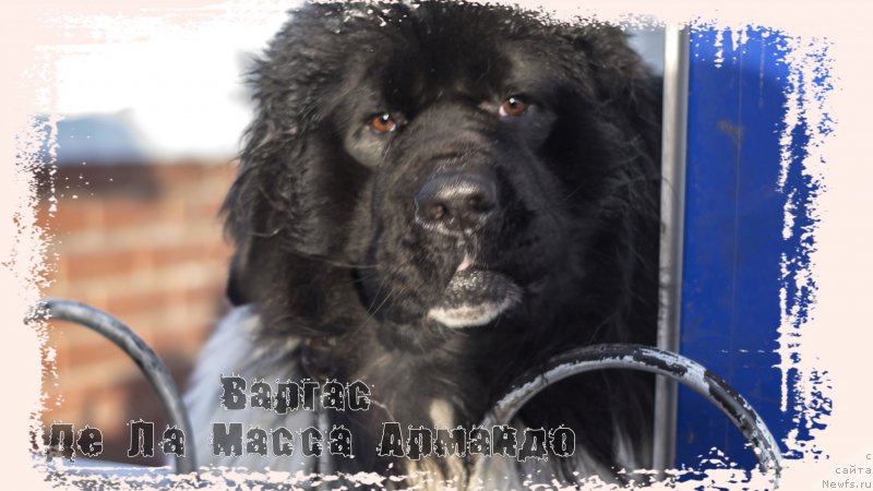 Фото: ньюфаундленд Варгас Де Ла Масса Армандо (Vargas de la Massa Armando)