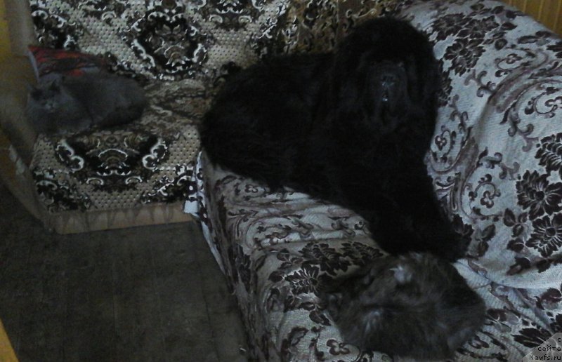 Фото: ньюфаундленд Сент Джонс Жискар Д'Эстен Эдмон (Sent Djons Zhiscar D'Estaing Edmon)