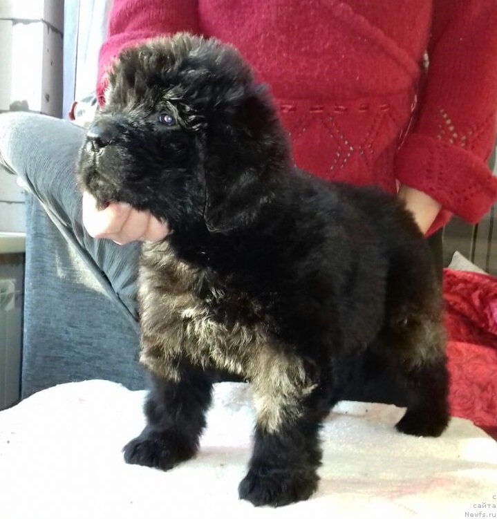 Фото: ньюфаундленд Супер Премиум Шах (Super Premium Shax)