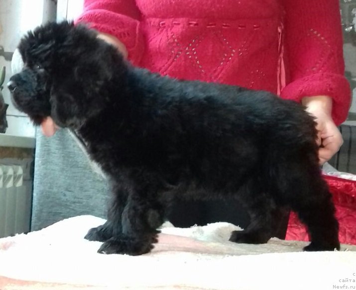 Фотография № 220018