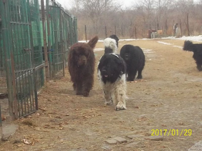 Фото: ньюфаундленд Селин Дион, ньюфаундленд Ньюфорт Ю'Северино, ньюфаундленд Вито Качо Ферл (Vito Kacho Ferl)