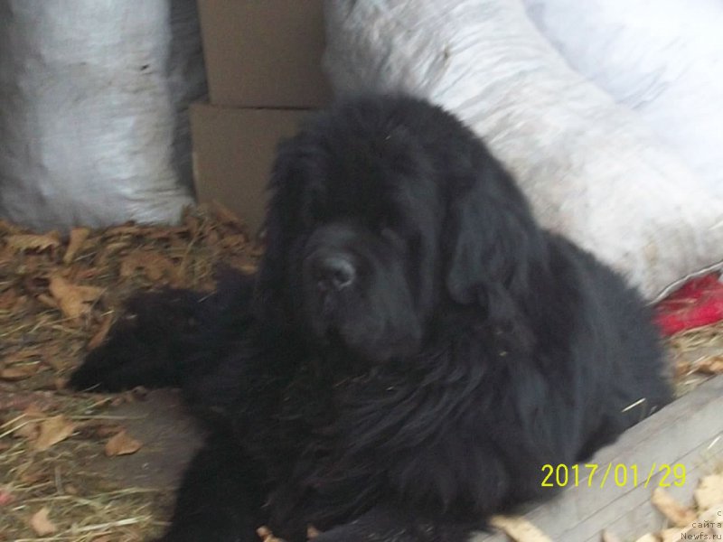 Фото: ньюфаундленд Супер Премиум Микадо (Super Premium Mikado)