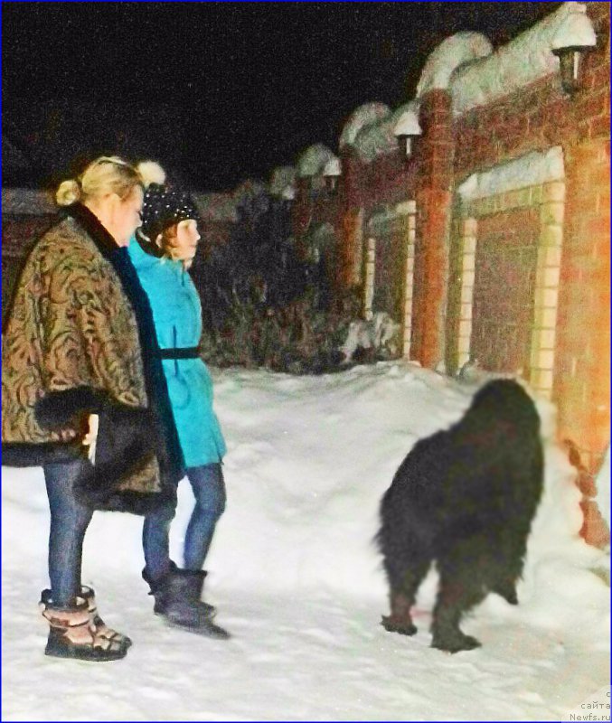 Фото: ньюфаундленд Акватория Келвин Черчилль