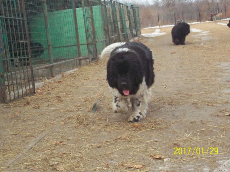 Фото: ньюфаундленд Селин Дион