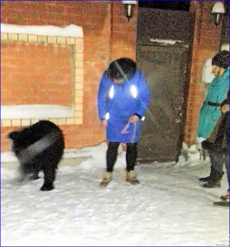 Фото: ньюфаундленд Акватория Келвин Черчилль