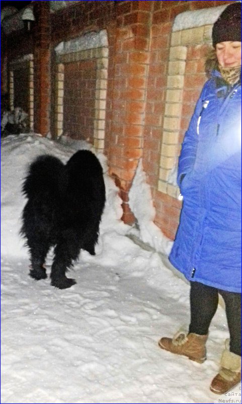 Фото: ньюфаундленд Акватория Келвин Черчилль