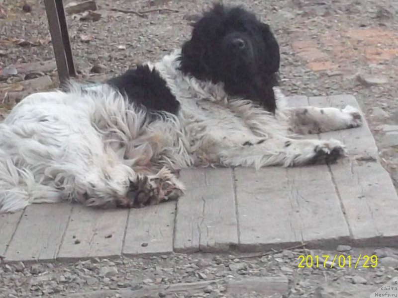 Фото: ньюфаундленд Супер Премиум Литониэль Валланинор (Super Premium Litoniel Vallaninor)