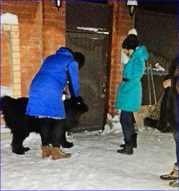 Фото: ньюфаундленд Акватория Келвин Черчилль