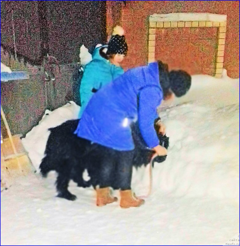 Фото: ньюфаундленд Акватория Келвин Черчилль