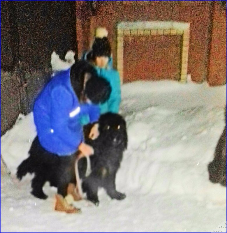 Фото: ньюфаундленд Акватория Келвин Черчилль