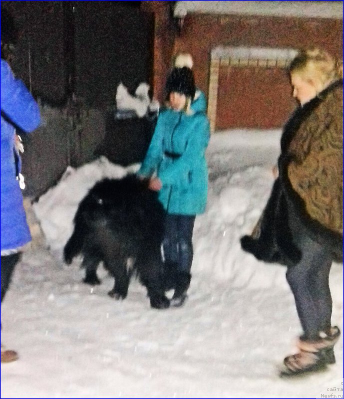 Фото: ньюфаундленд Акватория Келвин Черчилль