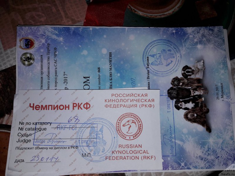 Фото: ньюфаундленд Белкондер-Клаб Ямайка Блю Маунтин (Belkonder-Club Jamaica Blue Mountin)