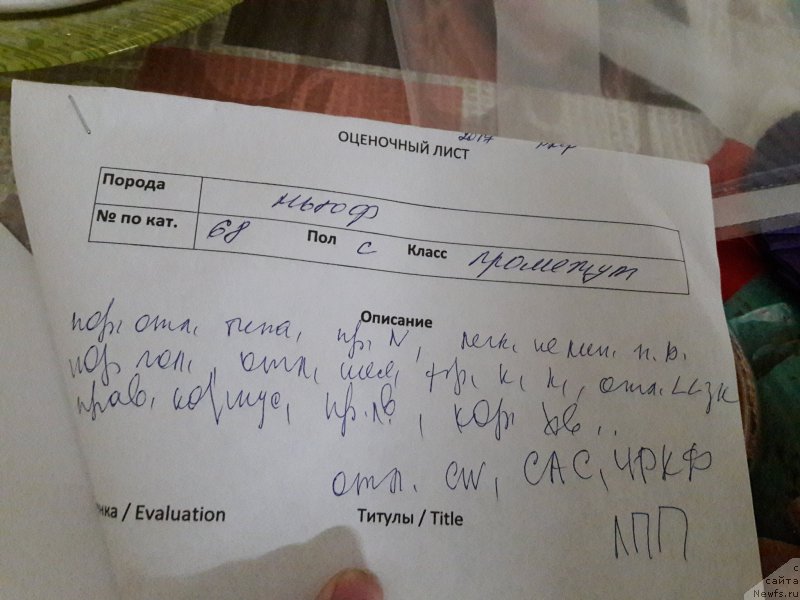 Фото: ньюфаундленд Белкондер-Клаб Ямайка Блю Маунтин (Belkonder-Club Jamaica Blue Mountin)