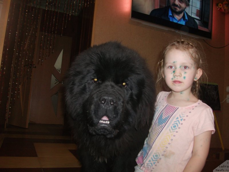 Фото: ньюфаундленд Крепкий Орешек от Сибирского Медведя (Krepkiy Oreshek ot Sibirskogo Medvedja)
