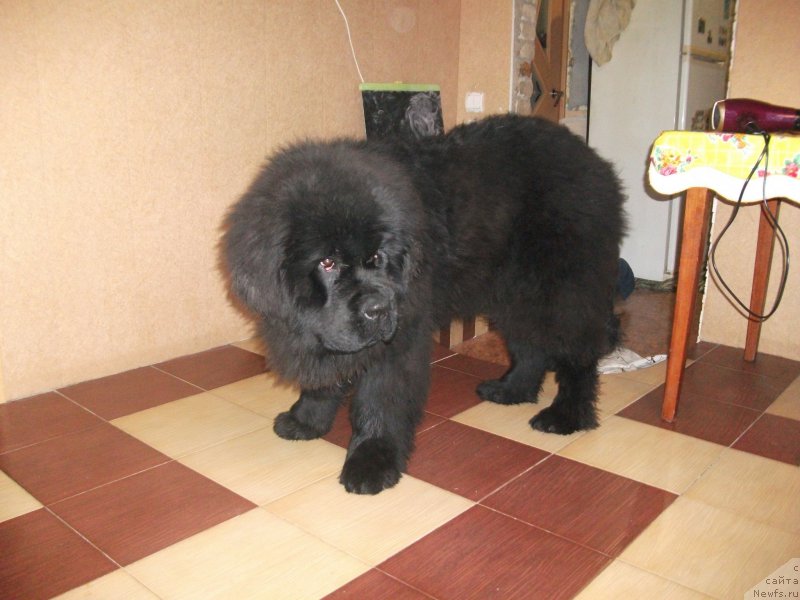 Фото: ньюфаундленд Крепкий Орешек от Сибирского Медведя (Krepkiy Oreshek ot Sibirskogo Medvedja)