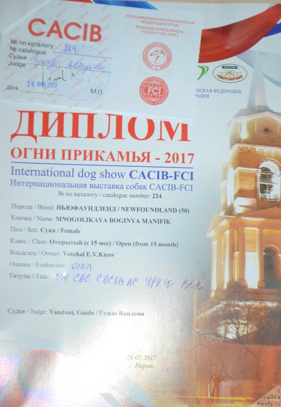 Фото: ньюфаундленд Многоликая Богиня Манифик (Mnogolikaya Boginya Manifik)