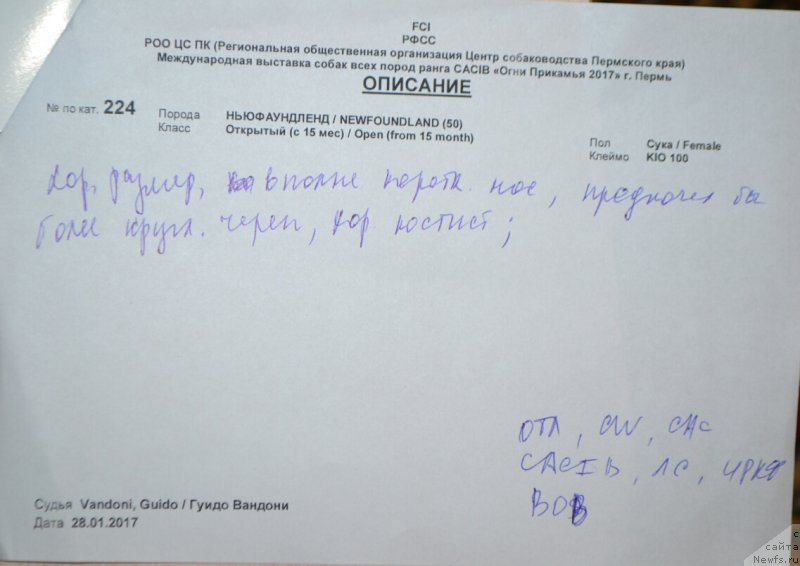 Фото: ньюфаундленд Многоликая Богиня Манифик (Mnogolikaya Boginya Manifik)