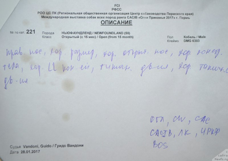 Фото: ньюфаундленд Назар Вятский Медведь (Nazar Vyatskiy Medved)