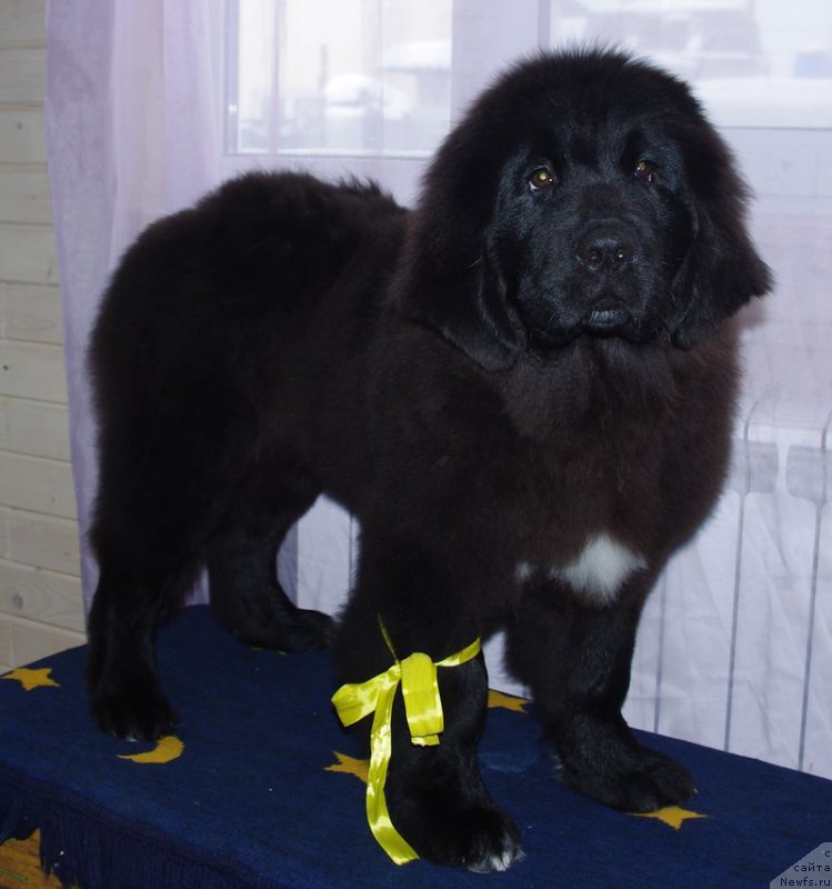 Фото: ньюфаундленд Май Френд Ньюфи Лалик Аметист