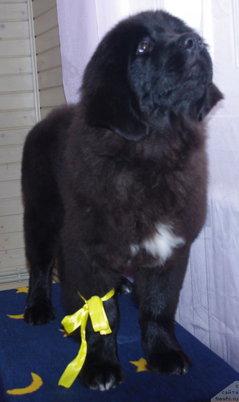 Фото: ньюфаундленд Май Френд Ньюфи Лалик Аметист