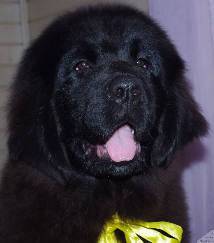 Фото: ньюфаундленд Май Френд Ньюфи Лалик Аметист