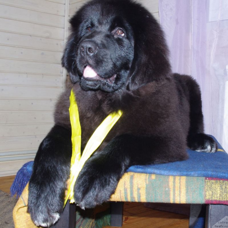 Фото: ньюфаундленд Май Френд Ньюфи Лалик Аметист