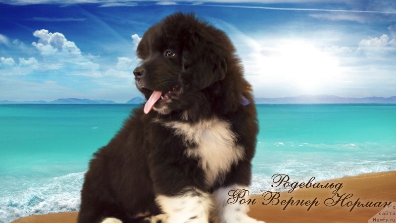 Фото: ньюфаундленд Родевальд фон Вернер Норман