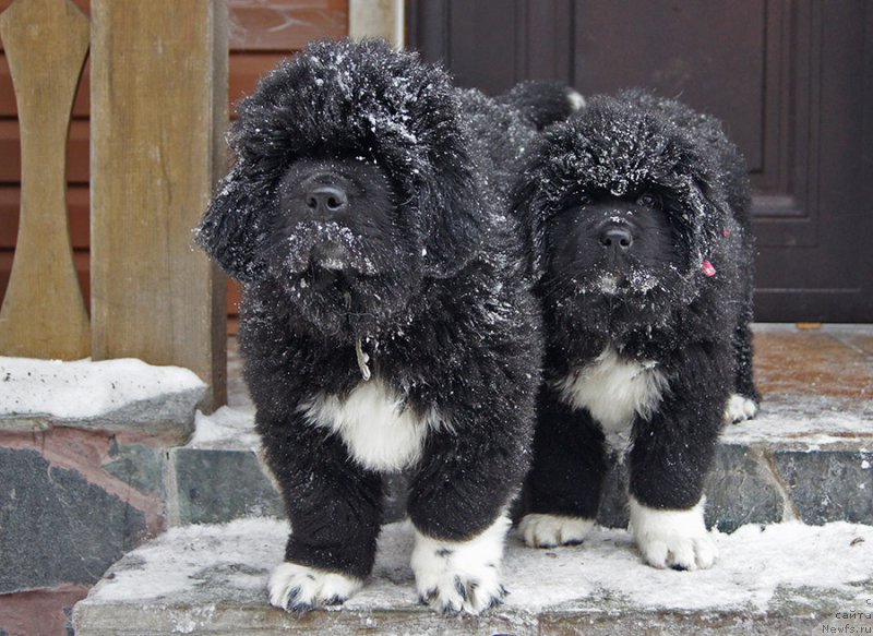 Фотография № 220075