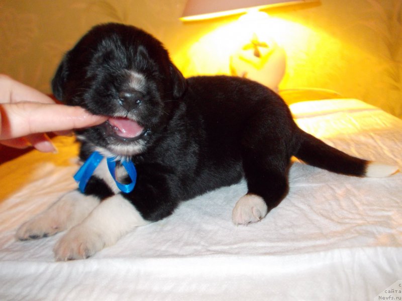 Фото: ньюфаундленд Родевальд фон Вернер Норман