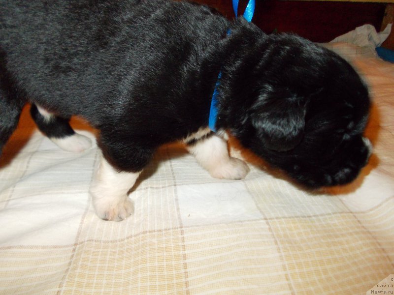 Фото: ньюфаундленд Родевальд фон Вернер Норман