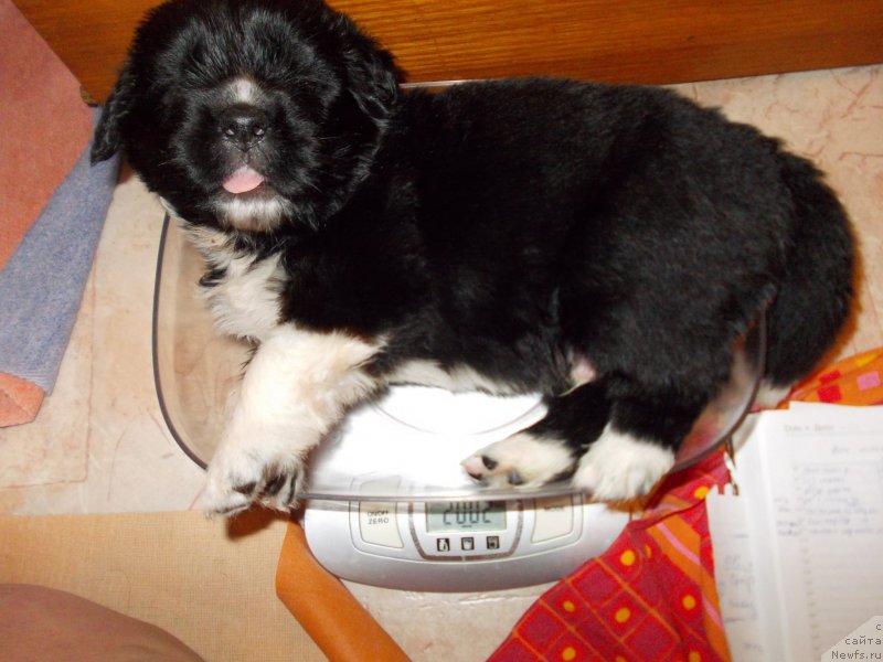 Фото: ньюфаундленд Родевальд фон Вернер Норман