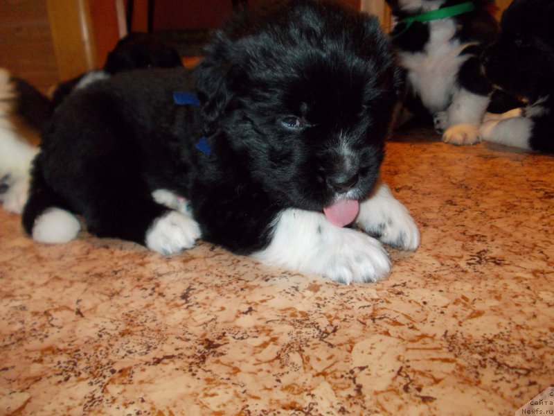 Фото: ньюфаундленд Родевальд фон Вернер Норман