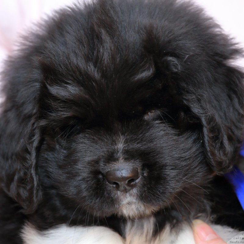 Фото: ньюфаундленд Родевальд фон Вернер Норман