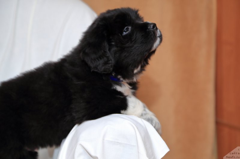 Фото: ньюфаундленд Родевальд фон Вернер Норман