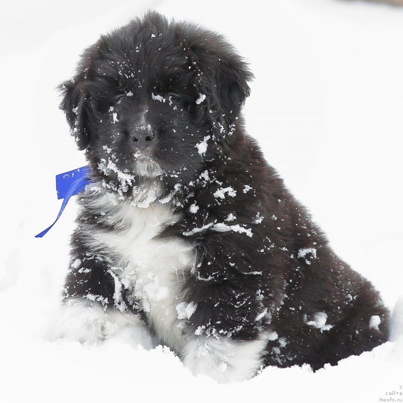 Фото: ньюфаундленд Родевальд фон Вернер Норман