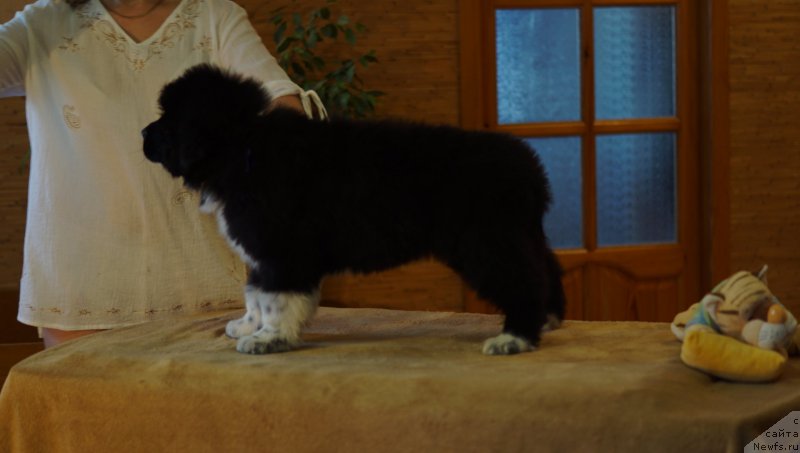 Фото: ньюфаундленд Родевальд фон Вернер Норман