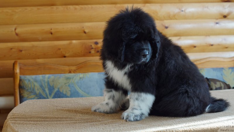 Фото: ньюфаундленд Родевальд фон Вернер Норман