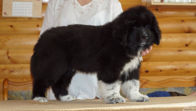 Фото: ньюфаундленд Родевальд фон Вернер Норман