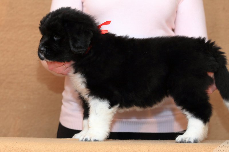 Фото: ньюфаундленд Роберта Лаура Версет