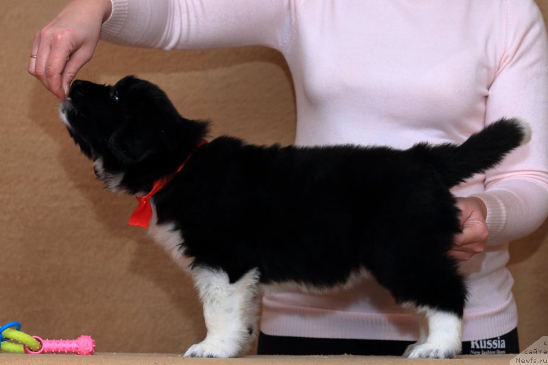 Фото: ньюфаундленд Роберта Лаура Версет