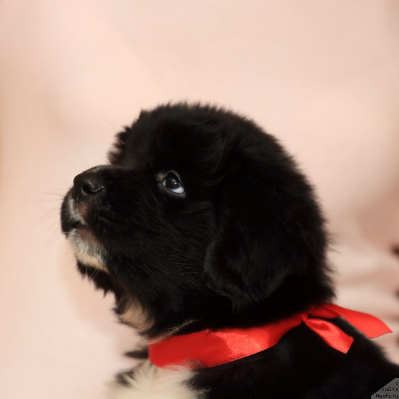 Фото: ньюфаундленд Роберта Лаура Версет