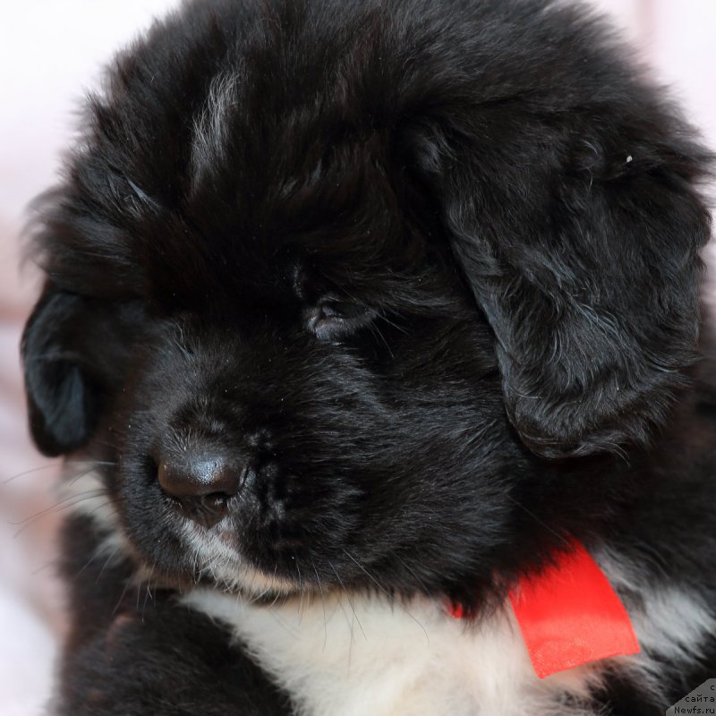 Фото: ньюфаундленд Роберта Лаура Версет