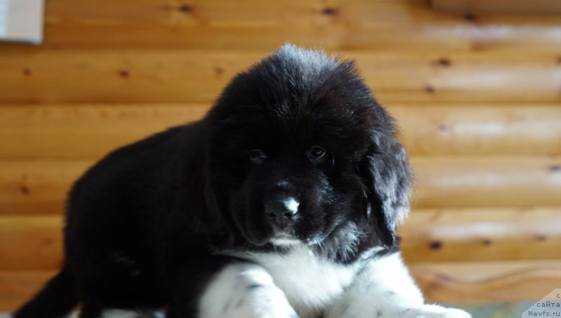 Фото: ньюфаундленд Роберта Лаура Версет