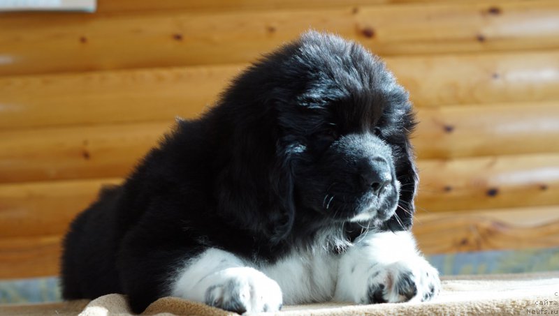 Фото: ньюфаундленд Роберта Лаура Версет