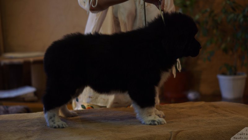 Фото: ньюфаундленд Роберта Лаура Версет