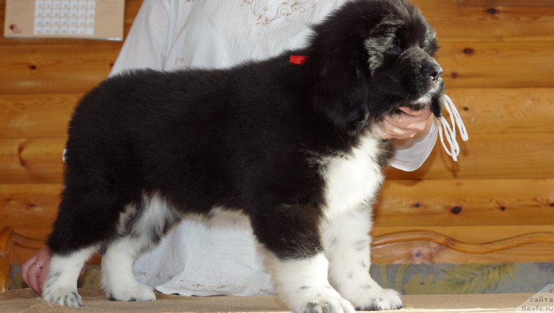 Фото: ньюфаундленд Роберта Лаура Версет