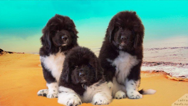 Фото: ньюфаундленд Роберта Лаура Версет, ньюфаундленд Ровена Вайт Левадо, ньюфаундленд Рафаэлла Вейде Лорбен