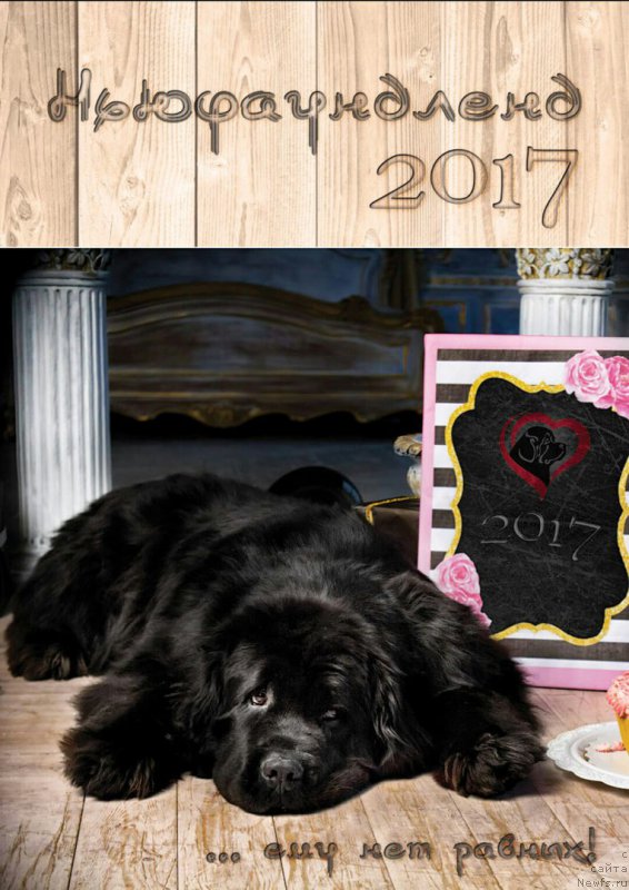 Фото: ньюфаундленд Питерньюф Монт Бланк (Piternyuf Mont Blanc)