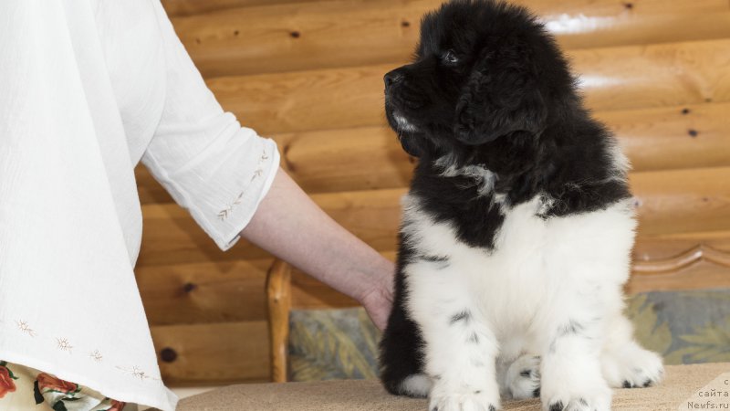 Фото: ньюфаундленд Ровена Вайт Левадо