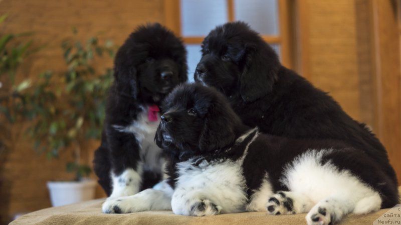 Фото: ньюфаундленд Ровена Вайт Левадо